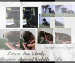 Small Photo #1 Cane Corso Puppy For Sale in CAMBY, IN, USA
