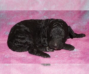 Labradoodle Puppy for sale in LA HABRA, CA, USA