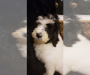 Newfypoo Puppy for sale in DALE, IN, USA