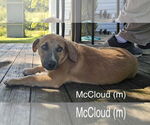 Small #2 Black Mouth Cur-Labrador Retriever Mix