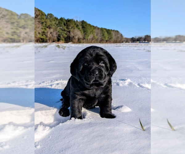 Medium Photo #1 Labrador Retriever Puppy For Sale in DUNN, NC, USA