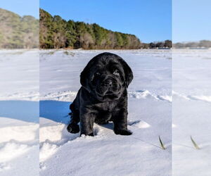 Labrador Retriever Puppy for sale in DUNN, NC, USA