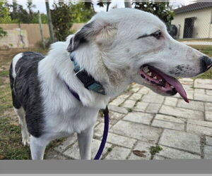 Border Collie Dogs for adoption in Ocala, FL, USA