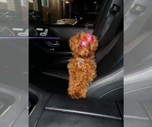 Poodle (Toy) Puppy for sale in POWDER SPRINGS, GA, USA