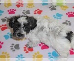 Small Photo #4 Maltipoo Puppy For Sale in ORO VALLEY, AZ, USA