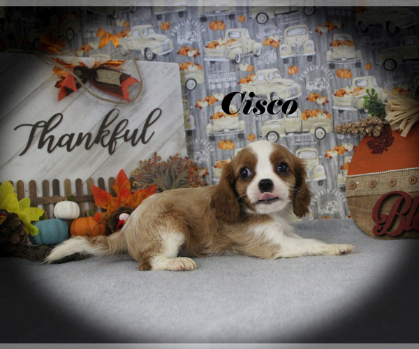 Medium Photo #17 Cavalier King Charles Spaniel Puppy For Sale in CHANUTE, KS, USA