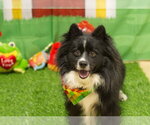 Small Pomeranian Mix