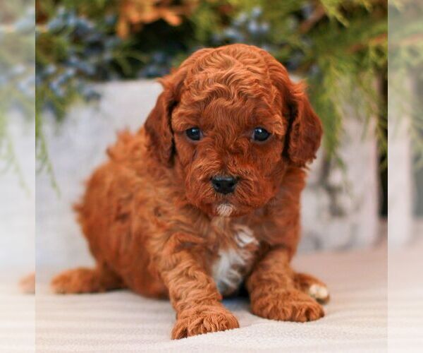 Medium Photo #3 Cavapoo (Miniature) Puppy For Sale in NARVON, PA, USA