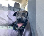 Small #19 Labrador Retriever Mix