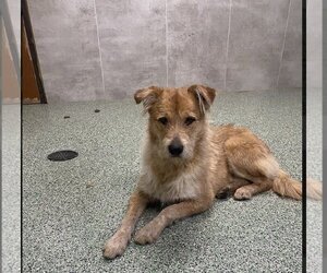 Golden Retriever-Wheaten Terrier Mix Dogs for adoption in Euless, TX, USA