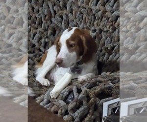 Mother of the Brittany puppies born on 10/01/2025