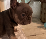 Puppy Duke French Bulldog