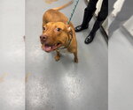 Small Mutt