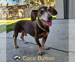 Small Photo #7 Dachshund Puppy For Sale in San Antonio, TX, USA