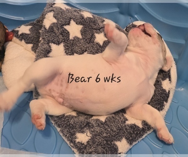 Medium Photo #2 French Bulldog Puppy For Sale in EDISON, NJ, USA