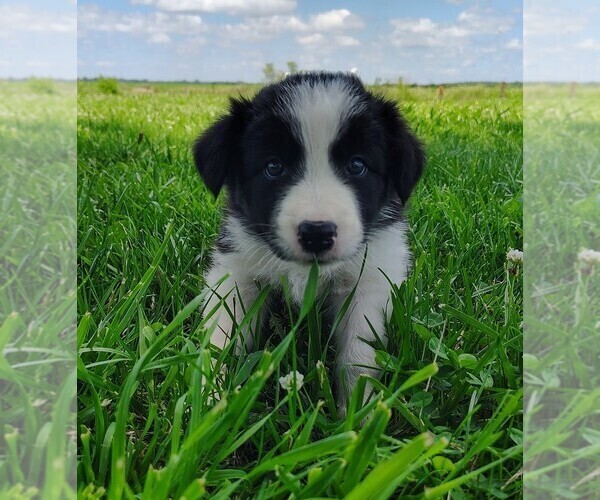 Medium Photo #140 Border Collie Puppy For Sale in NORBORNE, MO, USA