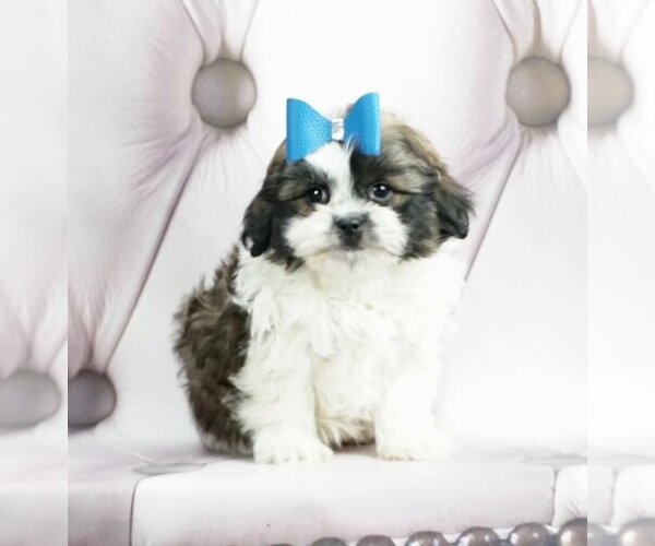 Medium Photo #3 Maltese Puppy For Sale in WARSAW, IN, USA