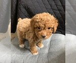Small #25 Poodle (Toy)
