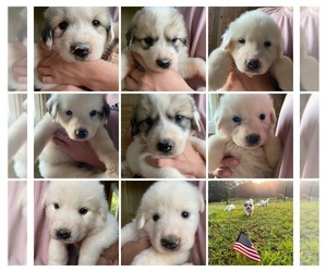 Great Pyrenees Puppy for sale in BETHLEHEM, GA, USA