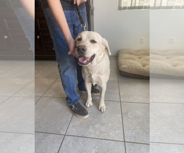 Medium Photo #1 Labrador Retriever Puppy For Sale in San Diego, CA, USA