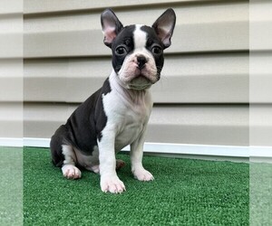 Boston Terrier Puppy for sale in MACON, GA, USA