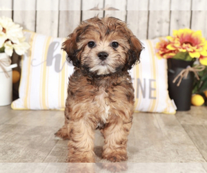 ShihPoo Puppy for sale in MOUNT VERNON, OH, USA