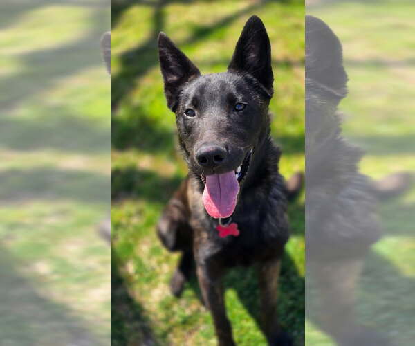 Medium Photo #3 Holland Shepherd-Unknown Mix Puppy For Sale in Newport Beach, CA, USA