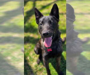 Ripley - Male Holland Shepherd-Unknown Mix Dog for Adoption - Photo #3