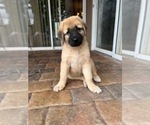 Small Photo #2 Anatolian Shepherd Puppy For Sale in HOLIDAY, FL, USA