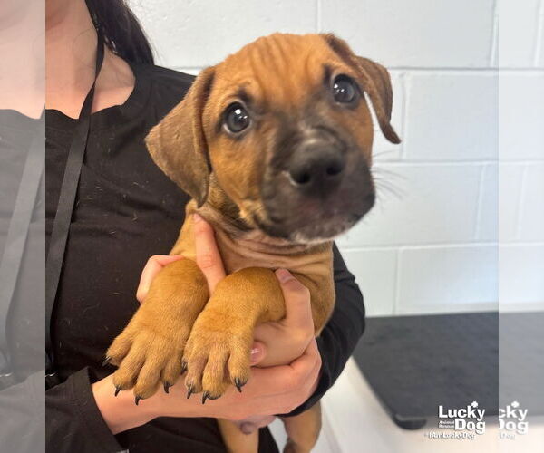 Medium Photo #5 Labrador Retriever-Unknown Mix Puppy For Sale in Washington, DC, USA