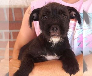 Care-Tzu Dogs for adoption in Carrollton, TX, USA