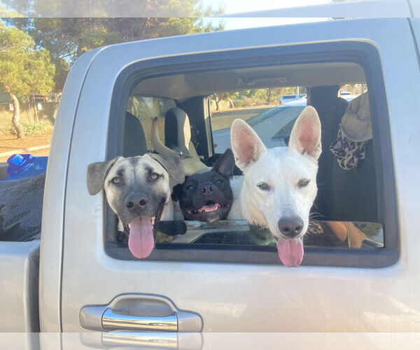 Medium Photo #4 Anatolian Shepherd-Unknown Mix Puppy For Sale in San Diego, CA, USA