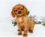 Small Photo #46 Cavalier King Charles Spaniel Puppy For Sale in WAKARUSA, IN, USA