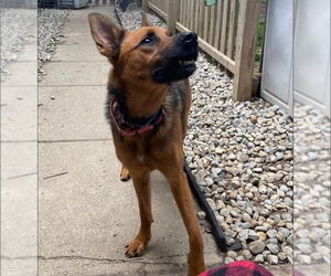 Mutt Dogs for adoption in Stevens Point, WI, USA