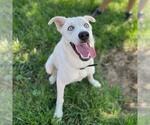 Small Photo #2 Siberian Husky-Unknown Mix Puppy For Sale in Modesto, CA, USA