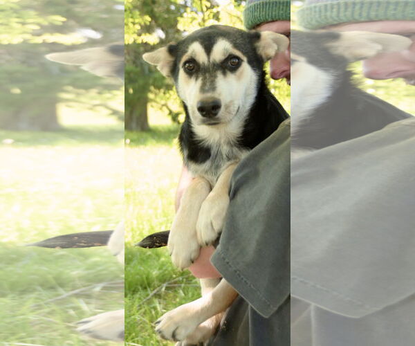 Medium Photo #10 Siberian Husky-Unknown Mix Puppy For Sale in Okolona, MS, USA