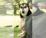 Small #9 Siberian Husky Mix