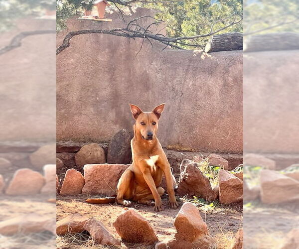 Medium Photo #2 Redbone Coonhound-Unknown Mix Puppy For Sale in Las Vegas, NM, USA