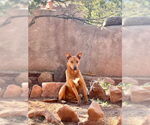 Small #1 Redbone Coonhound Mix
