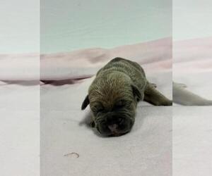 Cane Corso Puppy for sale in CAMBY, IN, USA