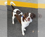 Small #7 French Bulldog Mix