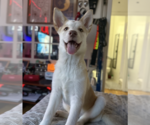 Small #11 Siberian Husky Mix