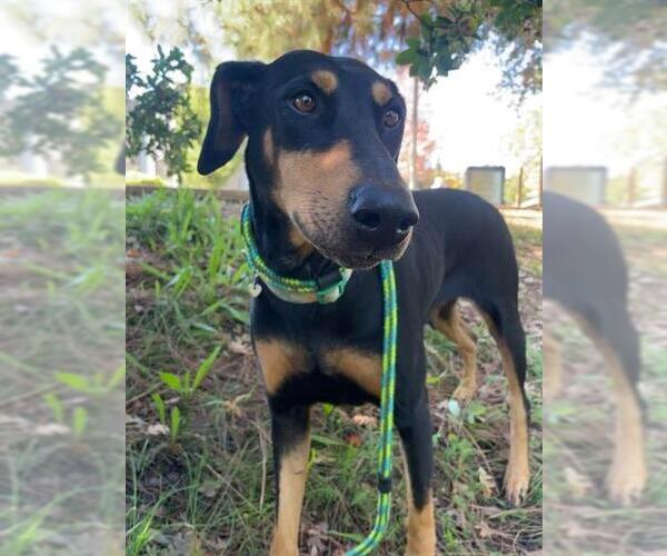 Medium Photo #1 Doberman Pinscher Puppy For Sale in Sacramento, CA, USA
