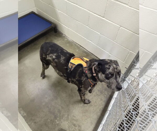 Medium Photo #3 Catahoula Leopard Dog Puppy For Sale in Euless, TX, USA