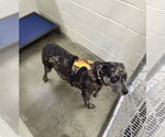 Small #2 Catahoula Leopard Dog