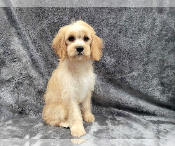 Medium Photo #6 Cavapoo Puppy For Sale in Lincolnwood, IL, USA
