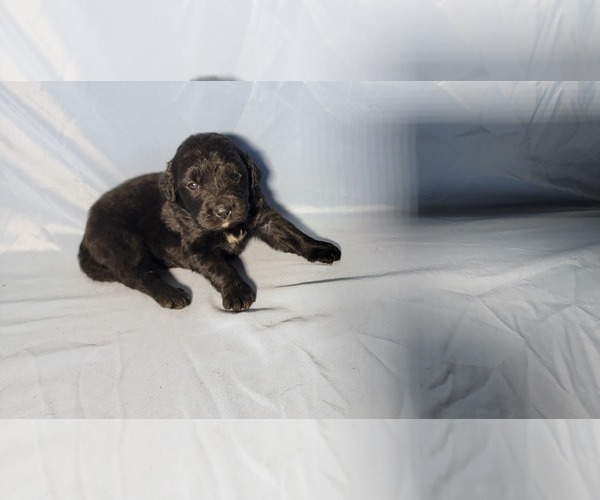 Medium Photo #94 Golden Mountain Dog Puppy For Sale in BLACK FOREST, CO, USA