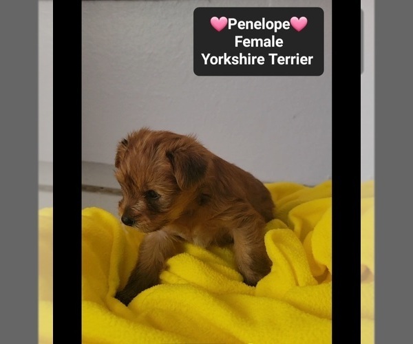 Medium Photo #3 Yorkshire Terrier Puppy For Sale in TUCSON, AZ, USA