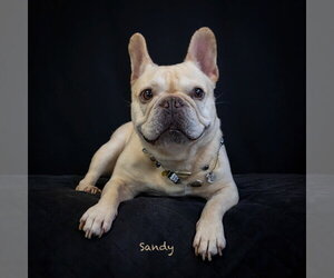 Sandy - Female French Bulldog Dog for Adoption - Photo #3