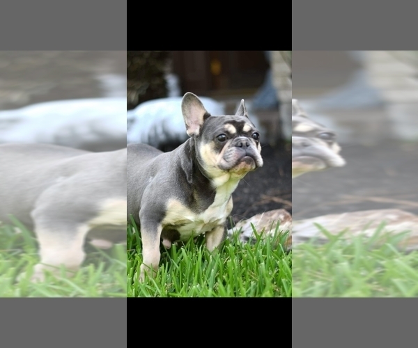 Medium Photo #1 French Bulldog Puppy For Sale in SUGAR LAND, TX, USA